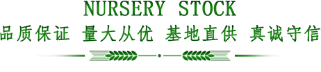 山东大叶黄杨