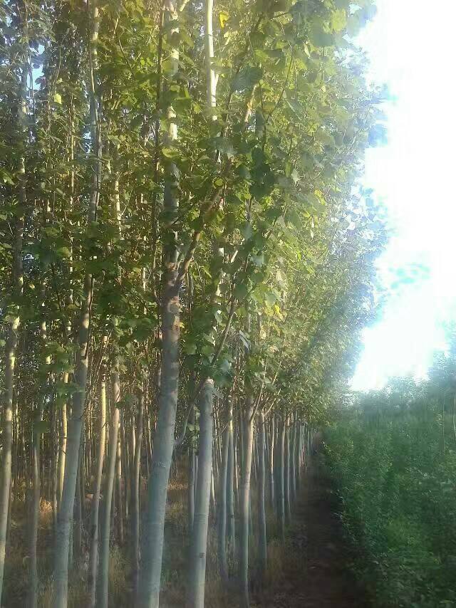 毛白杨,苗木