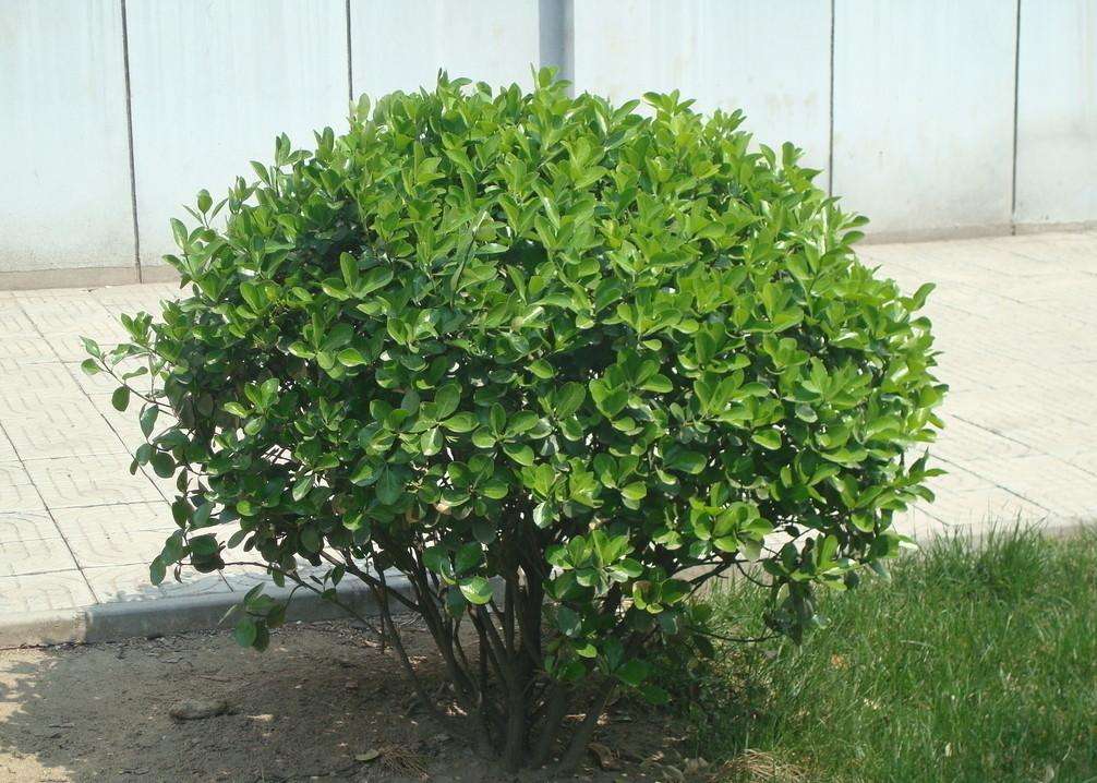 大叶黄杨怎么除草