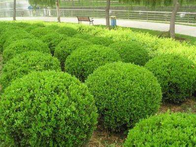 冬青球移植方法?怎么进行移栽非常好?