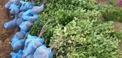 冬青苗基地种植冬青的存活率能有多高