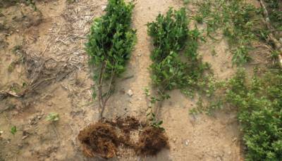 冬青苗基地种植冬青的存活率能有多高