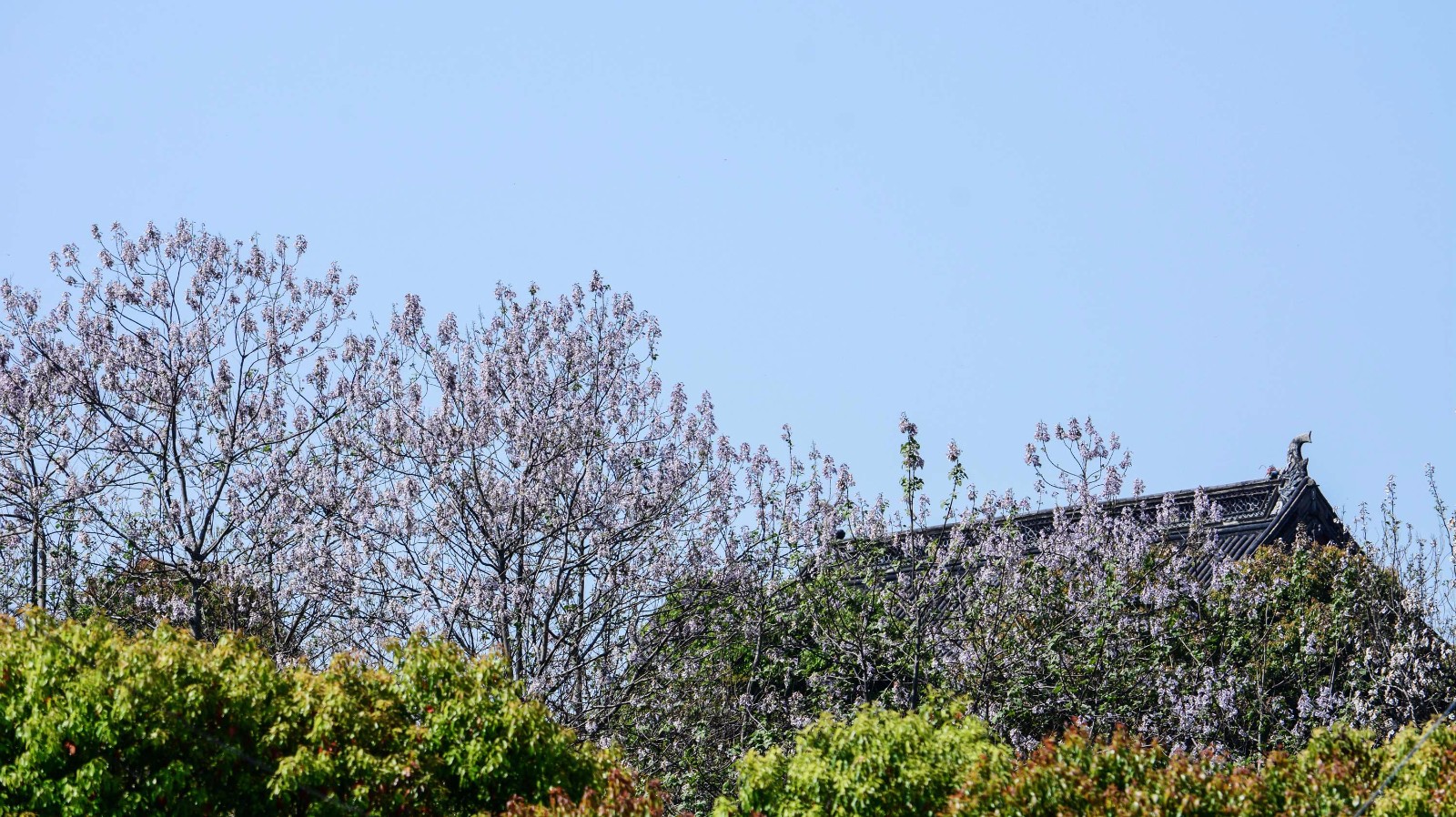 辛庄镇苗木基地：影响法桐生长的主要因素有哪些?