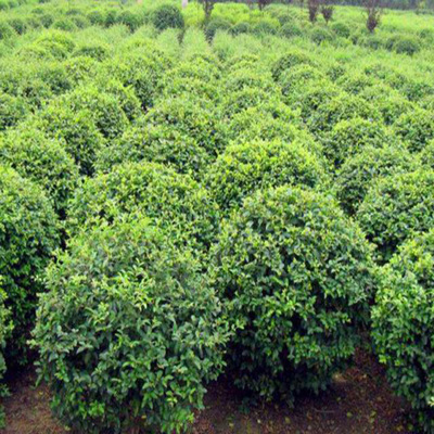 东省辛庄镇苗木种植培育基地