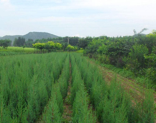 山东辛庄镇苗木基地