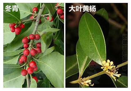 冬青球种植范围非常大的地方是哪里?价格低吗?