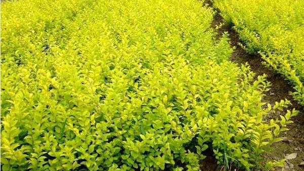金叶女贞容易种植吗?冬青等绿化苗木哪种好种?
