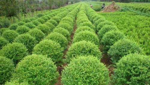 土壤对绿化苗木的种植有多重要?当前哪些冬青大叶黄杨等苗木好?