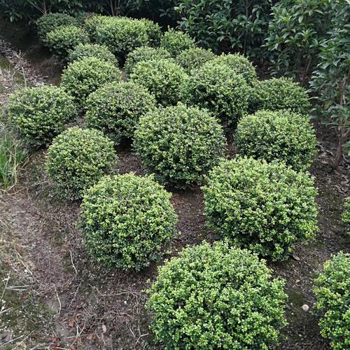 种植冬青球灌水时需要注意什么?