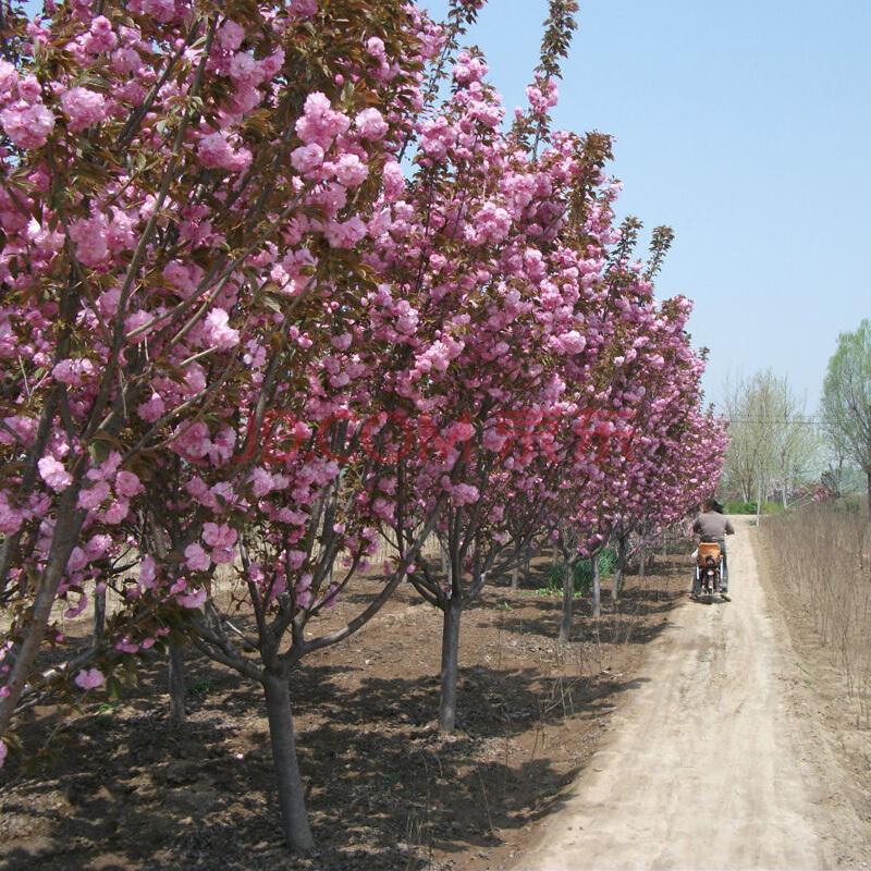 樱花树
