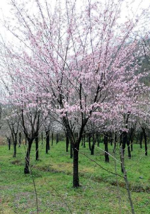 樱花树