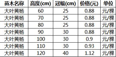 山东大叶黄杨苗的价格表
