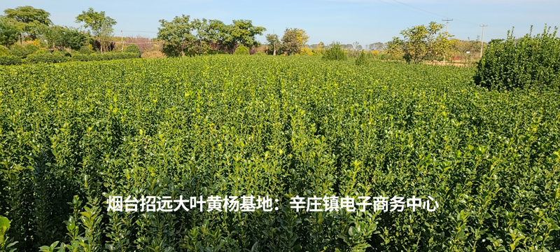 大叶黄杨小苗价格