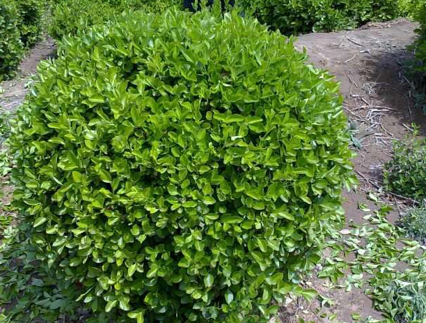 辛庄镇苗木种植培育基地