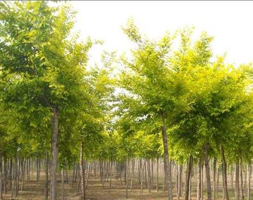 绿化苗木金枝槐(黄金槐)夏季移栽小窍门