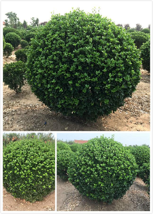 辛庄镇苗木种植基地