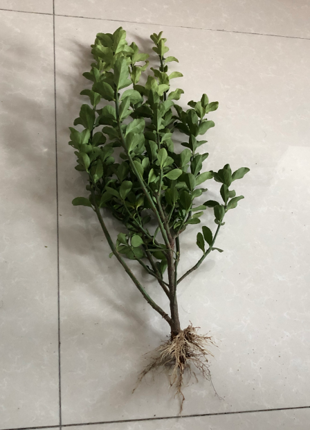 大叶黄杨小苗