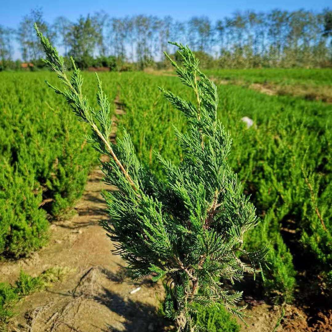 山东烟台招远龙柏树的种植方法