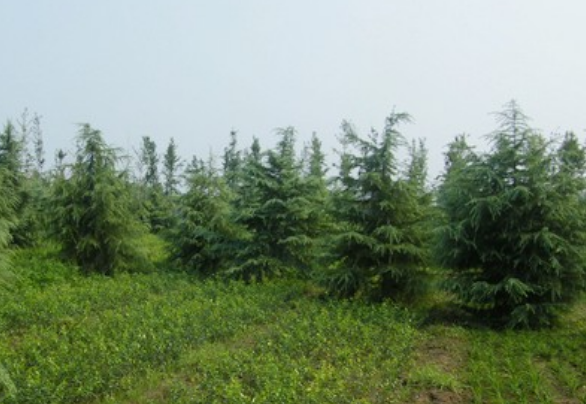 哪里有绿化苗木批发？工程苗木批发？