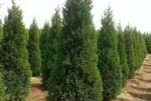 松柏与塔柏的区别有哪些?