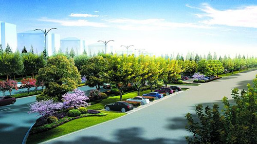 2020年底大叶黄杨小苗(冬青小苗)价格走势，预测2021年价格会持续上升