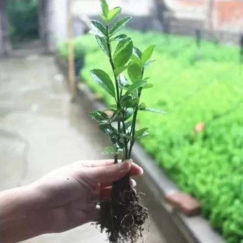 烧根后的大叶黄杨苗该如何拯救