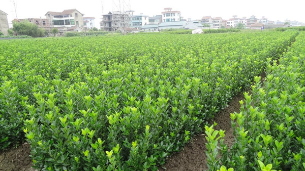 冬青卫矛的花语和寓意是什么?