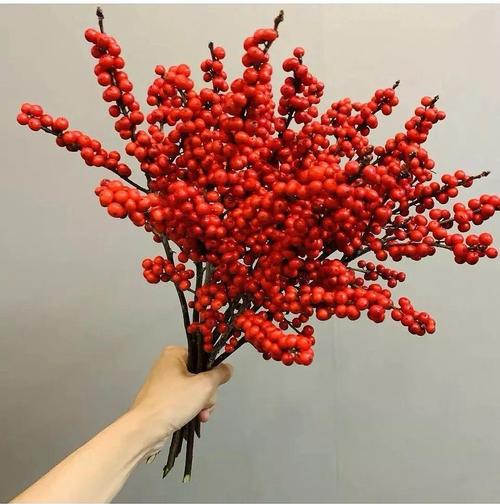 北美冬青果子发黑干瘪落果怎么办?