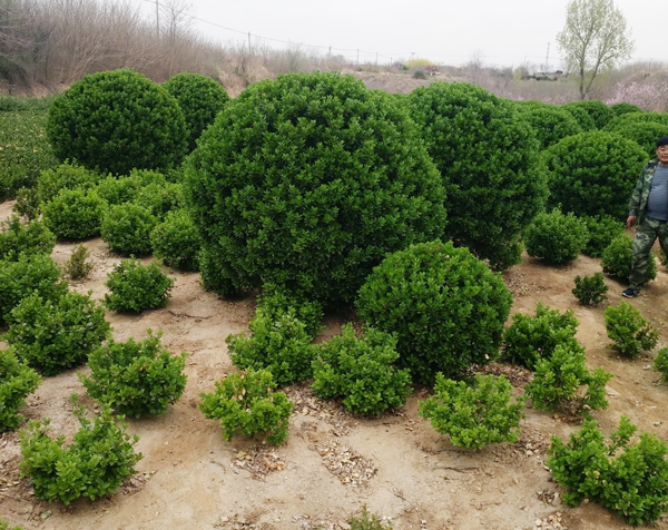大叶黄杨苗木是草本还是木本植物?