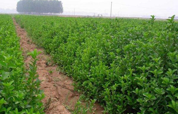 大叶黄杨对种植土壤条件有什么要求?