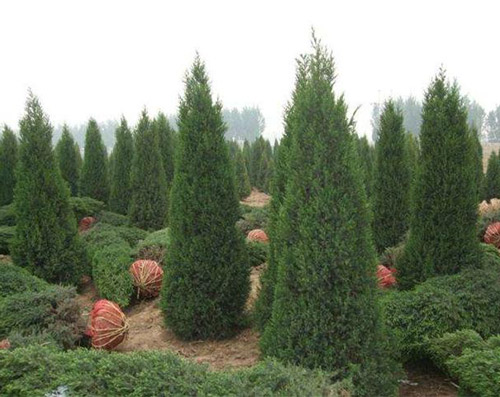 龙柏地接和掘接的种植方法优秀在哪里?