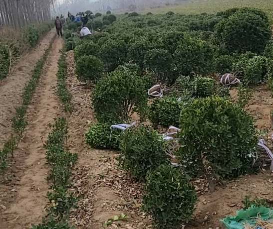 绿化苗木山东大叶黄杨移栽之后需要注意什么？