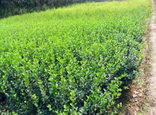 山东大叶黄杨：绿化苗木移植后应该怎么浇水?