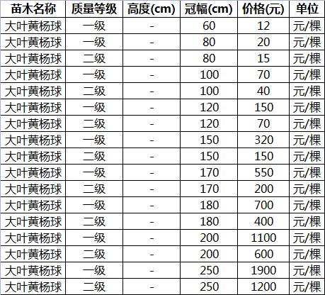 大叶黄杨,山东大叶黄杨球价格表