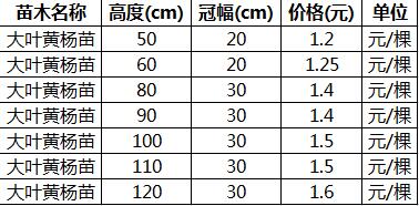 大叶黄杨,山东大叶黄杨苗价格表