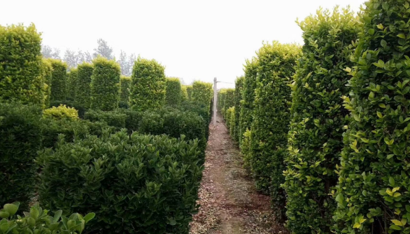 如何种植出大叶黄杨柱子?