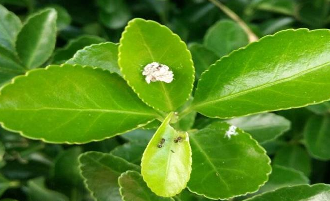 大叶黄杨叶片上有虫子该怎么解决?