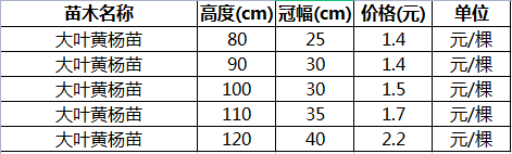 2年冬青苗价格表