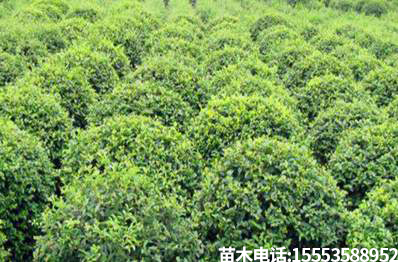 大叶黄杨和火棘的区别有哪些?