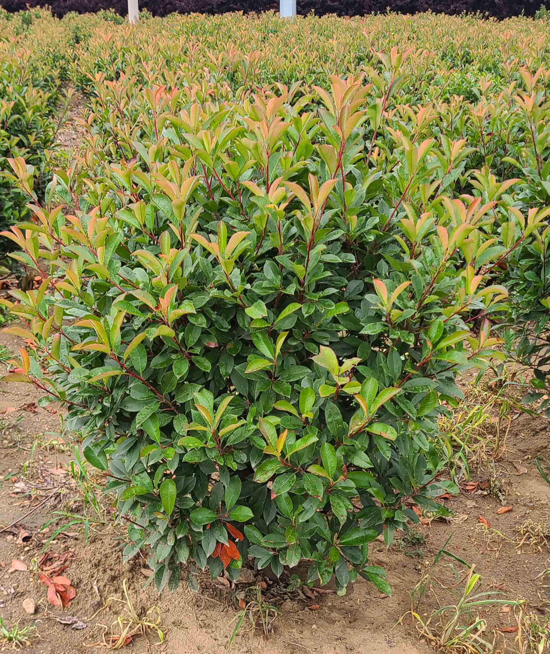 红叶石楠,种植红叶石楠,红叶石楠死亡原因