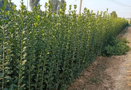 北海道黄杨适合什么季节种植和移栽?
