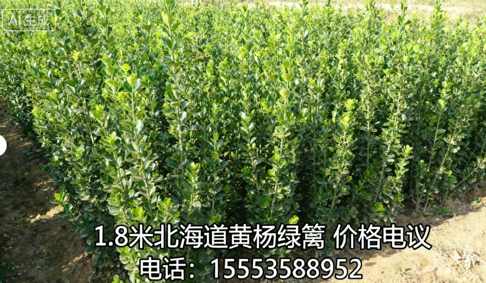 1.8米北海道黄杨绿篱价格基地