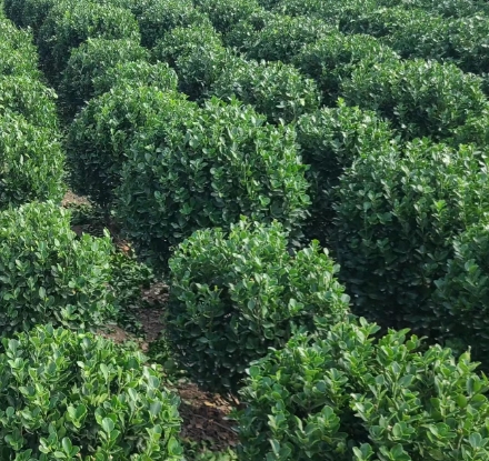 大叶黄杨绿篱会开花吗?哪里能采购?