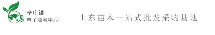 冬青苗价格