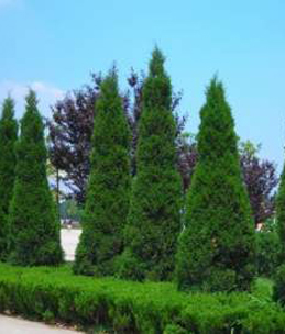 龙柏树