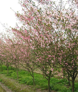 <b>西府海棠小苗</b>