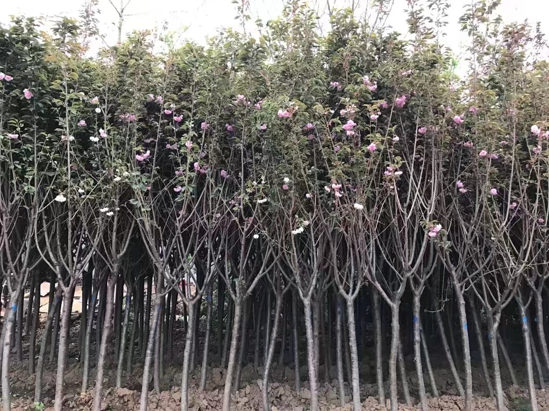 樱花苗,樱花树苗