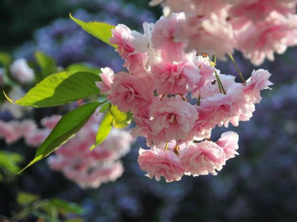 樱花,日本樱花