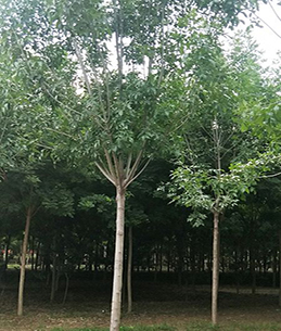 <b>白蜡</b>
