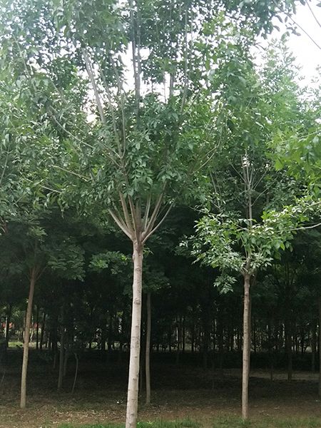 白蜡,速生白蜡